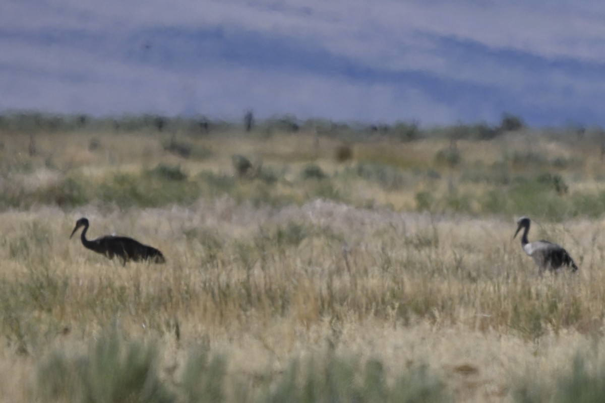 Sandhill Crane - ML646299211