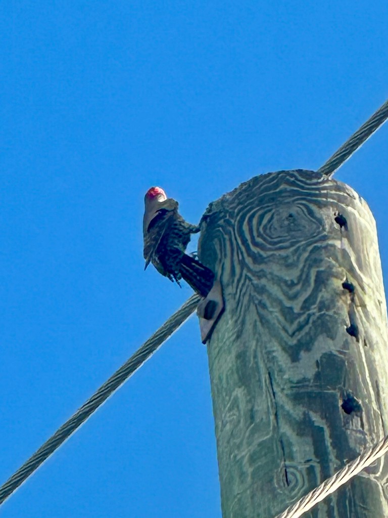 Bahamaspecht - ML646299212