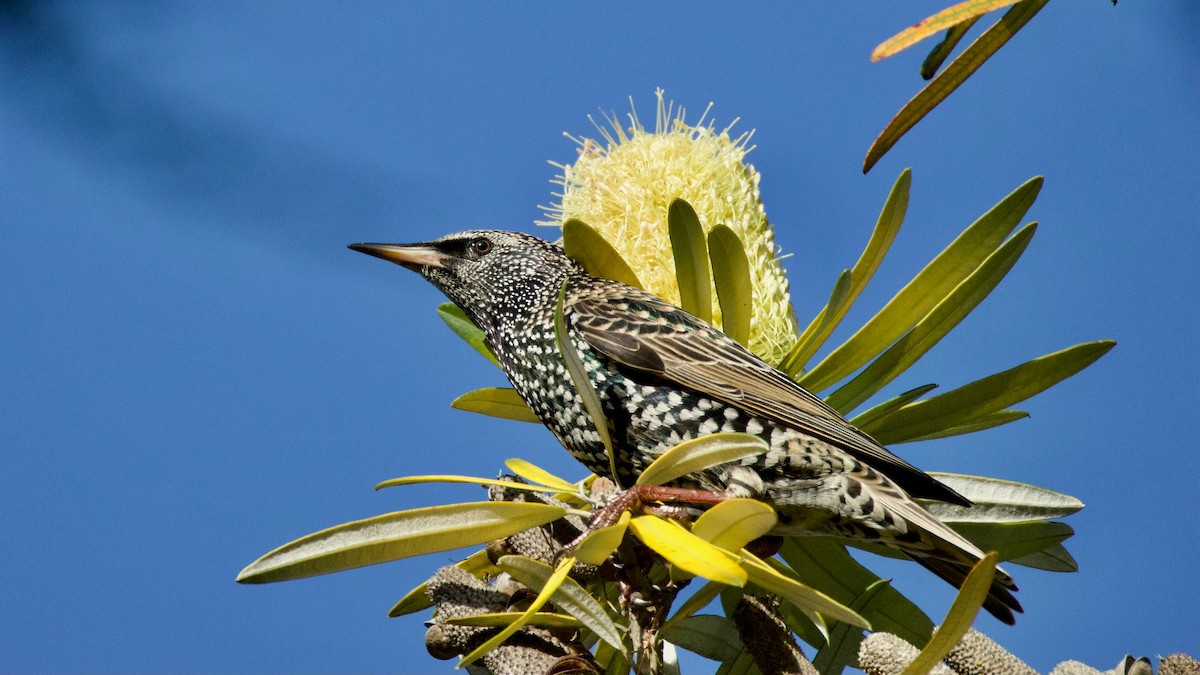European Starling - ML646299214