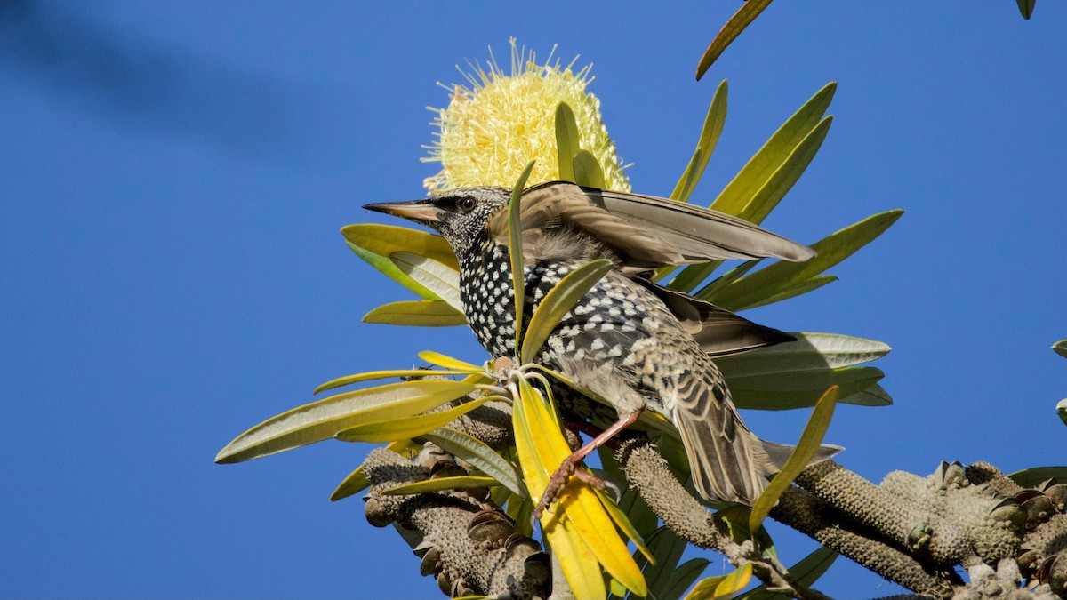 European Starling - ML646299215