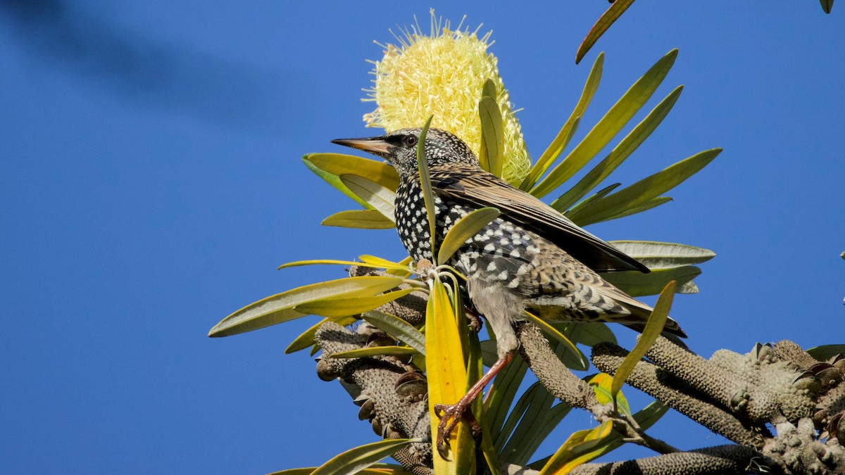 European Starling - ML646299216