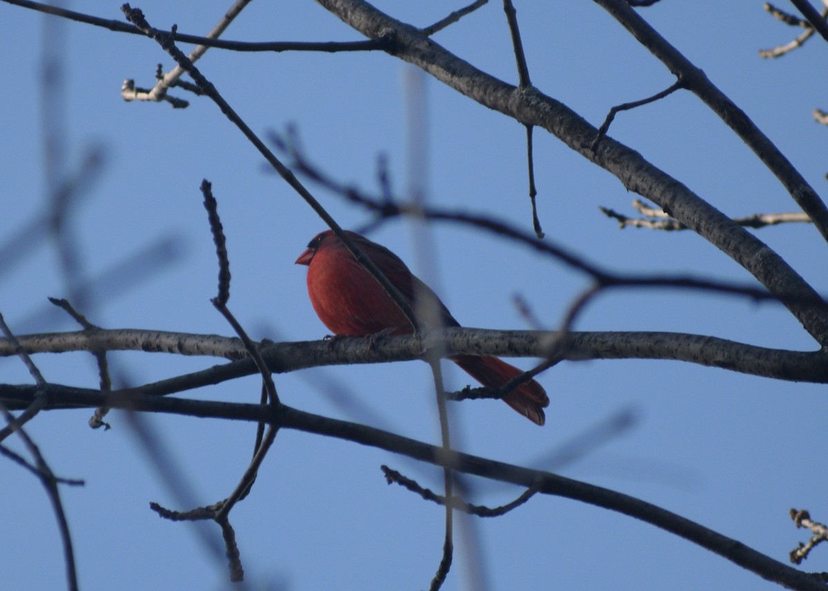 Красный кардинал - ML646299217