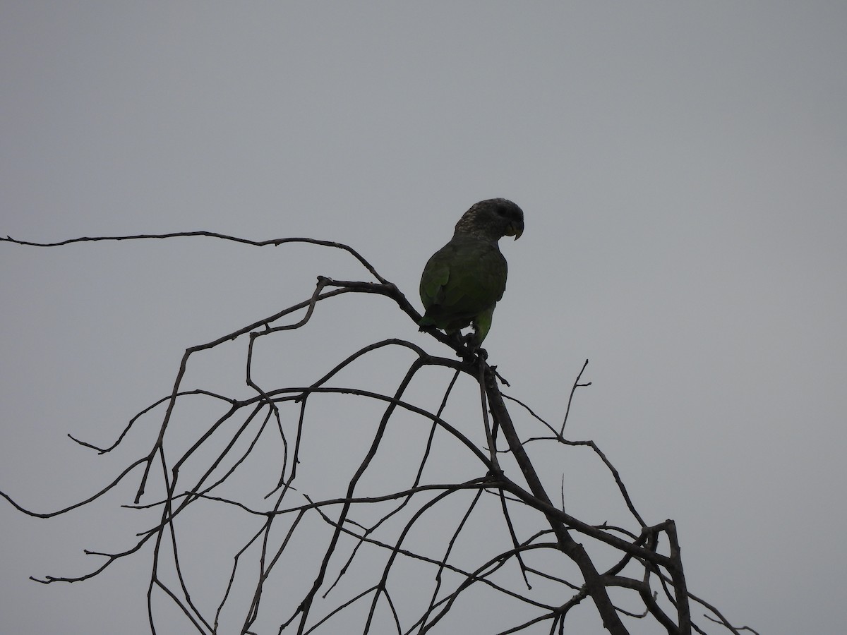 Папуга-червоногуз зеленощокий - ML646299218