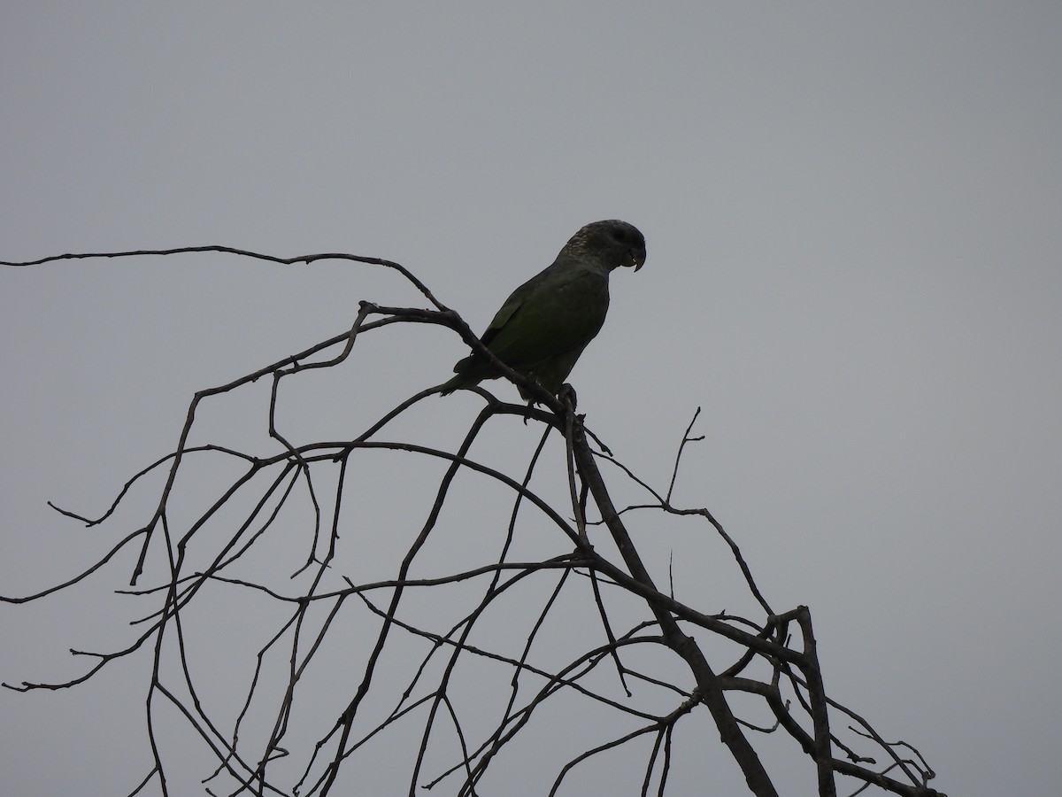 Папуга-червоногуз зеленощокий - ML646299219