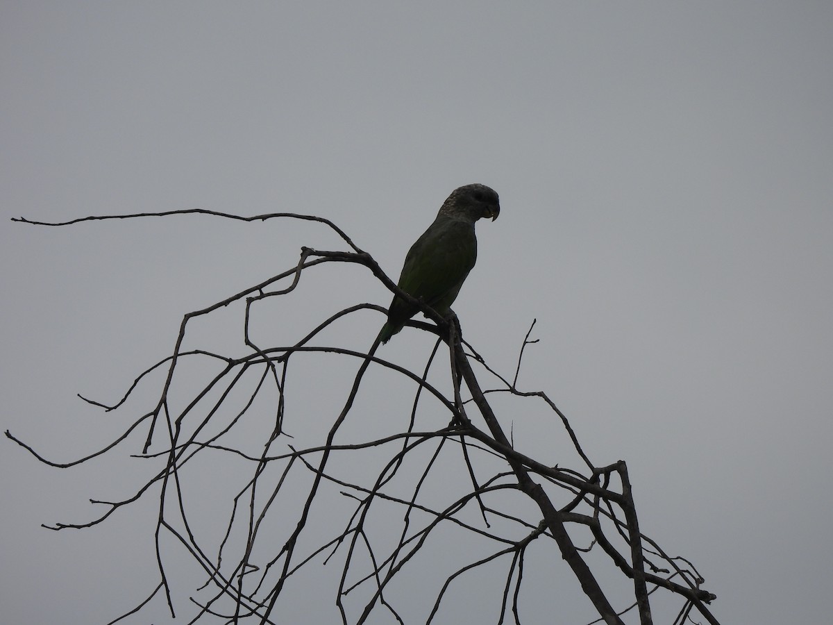 Папуга-червоногуз зеленощокий - ML646299220