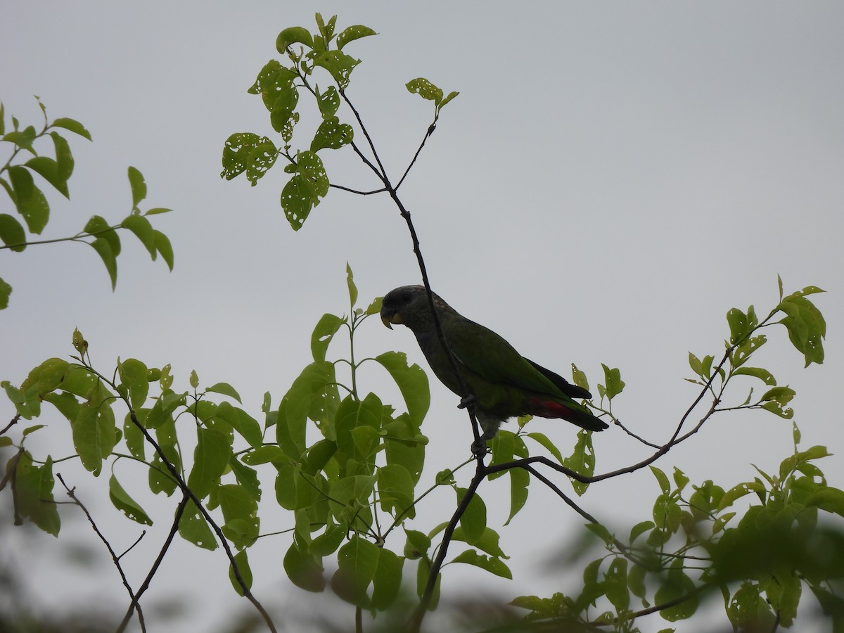 Папуга-червоногуз зеленощокий - ML646299221