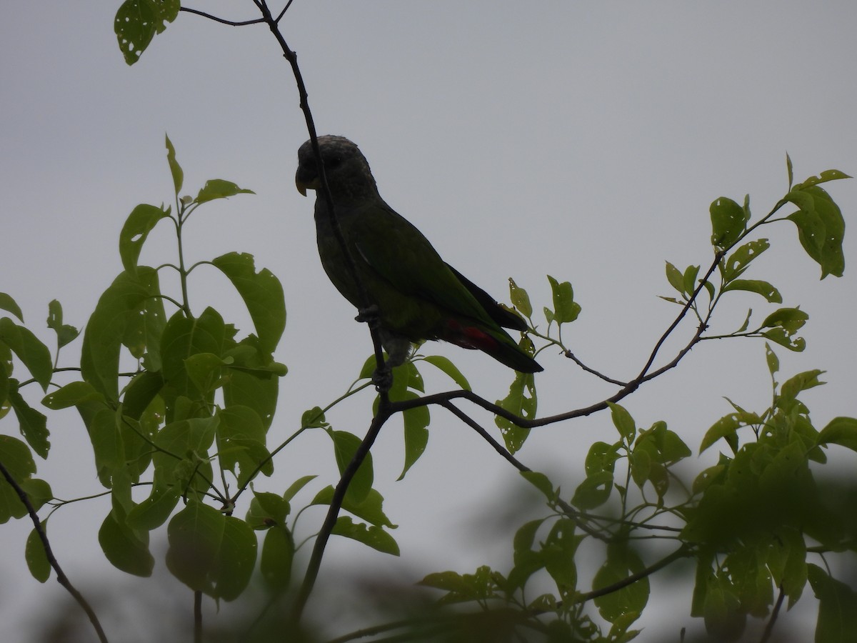 Папуга-червоногуз зеленощокий - ML646299222