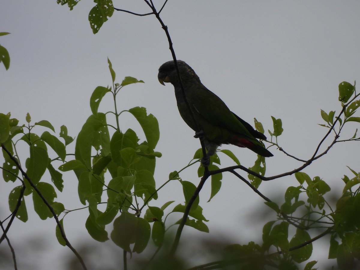 Папуга-червоногуз зеленощокий - ML646299223