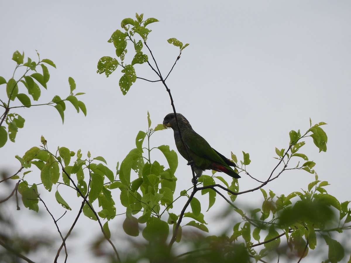 Папуга-червоногуз зеленощокий - ML646299224