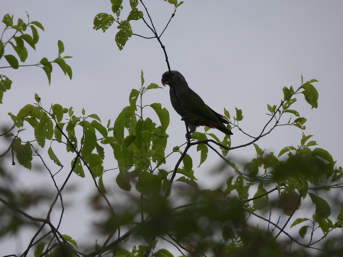 Папуга-червоногуз зеленощокий - ML646299225