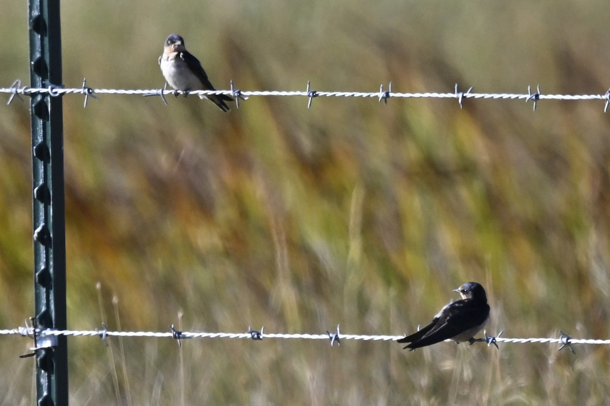 Barn Swallow - ML646299226