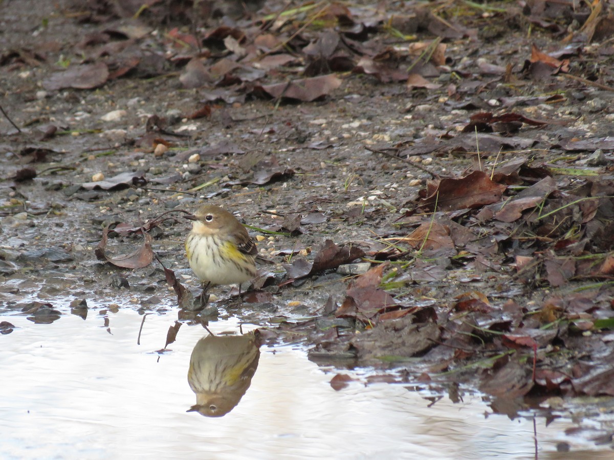 Yellow-rumped Warbler - ML646299231