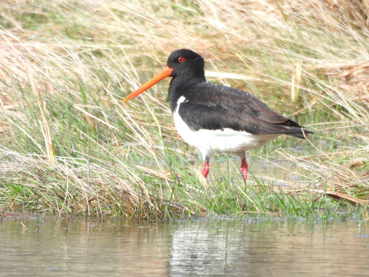 South Island Oystercatcher - ML646299232