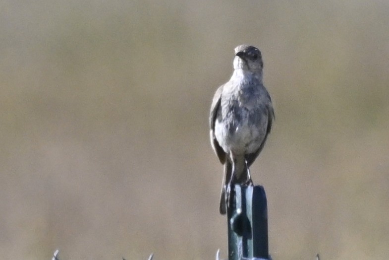 Sage Thrasher - ML646299234