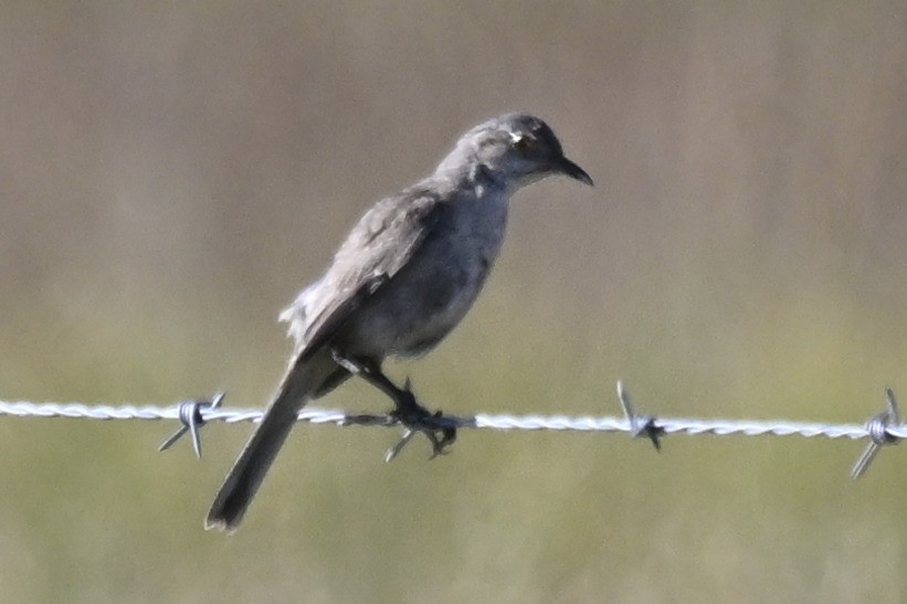 Sage Thrasher - ML646299235