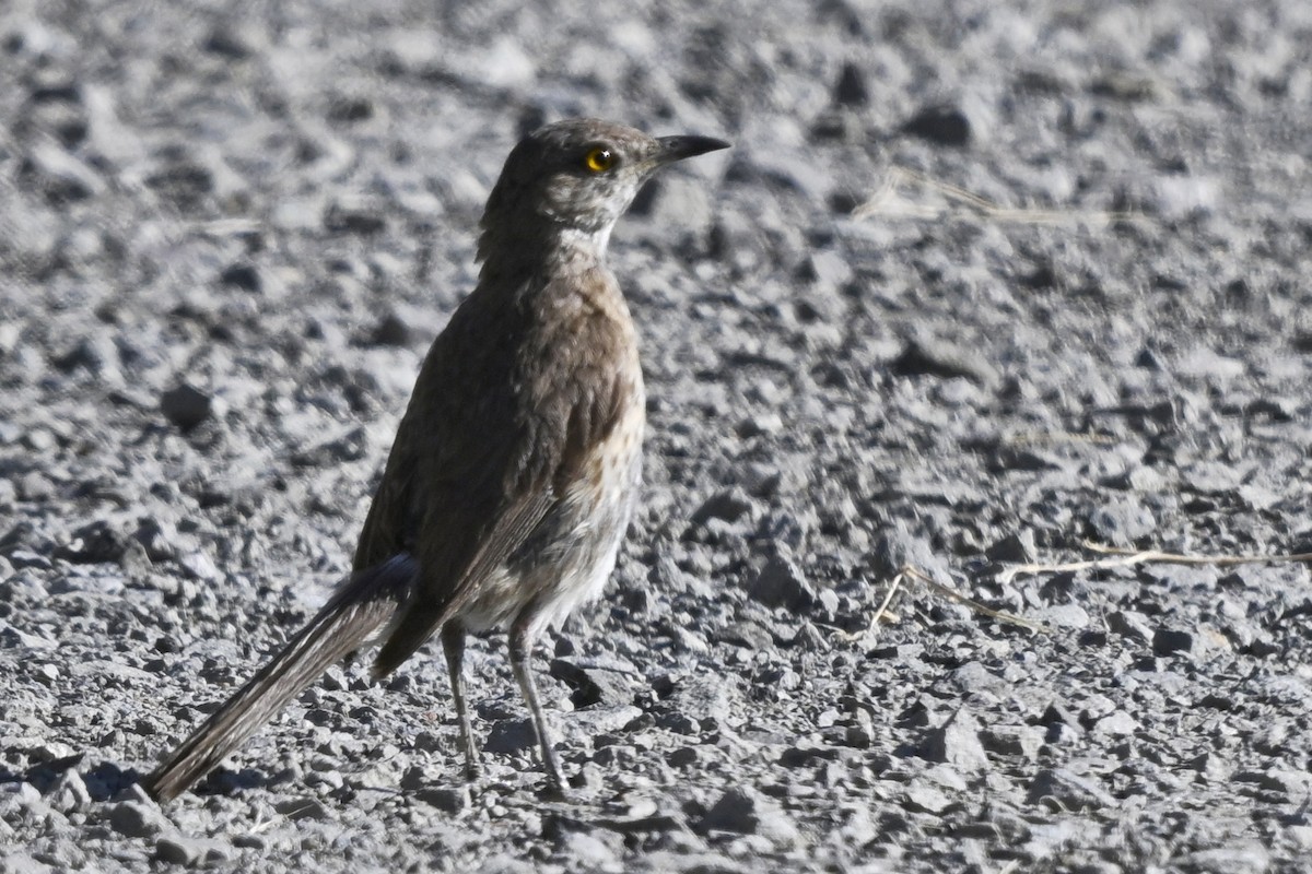 Sage Thrasher - ML646299236
