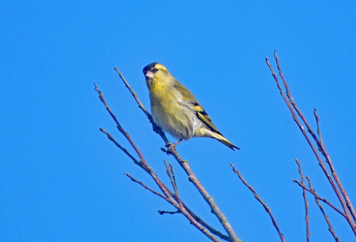 Eurasian Siskin - ML646299238