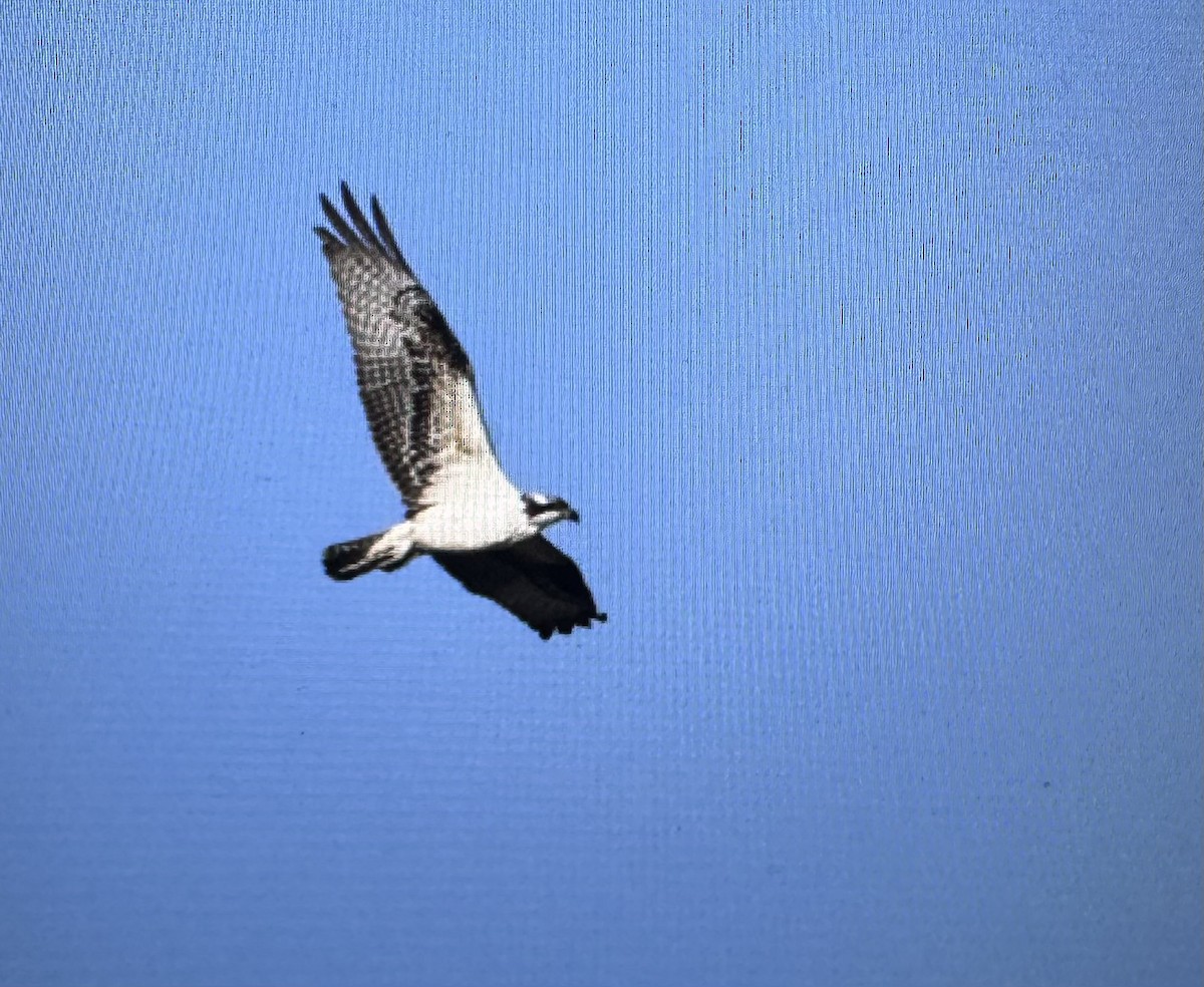 Загасч явлаг - ML646299239