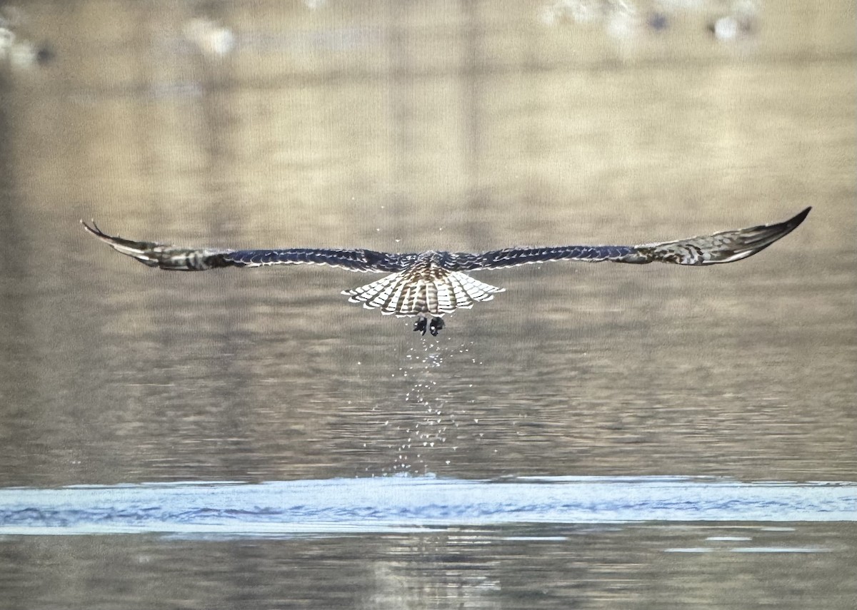 Загасч явлаг - ML646299240