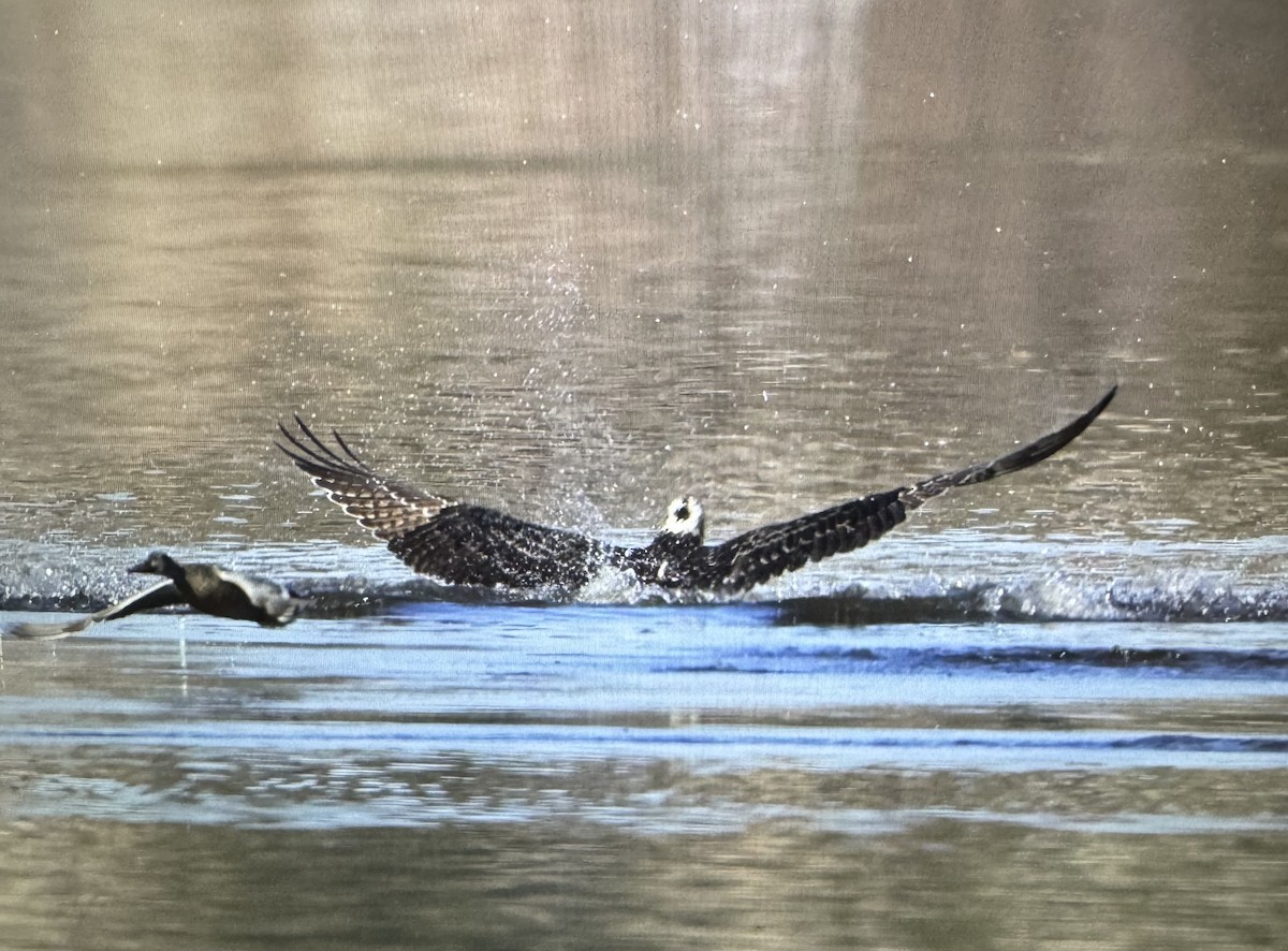 Загасч явлаг - ML646299241