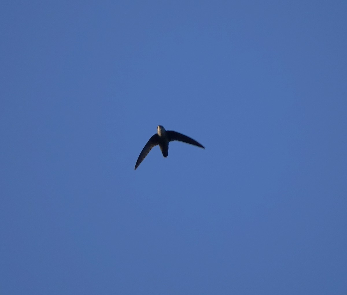 Vaux's Swift - ML646299242