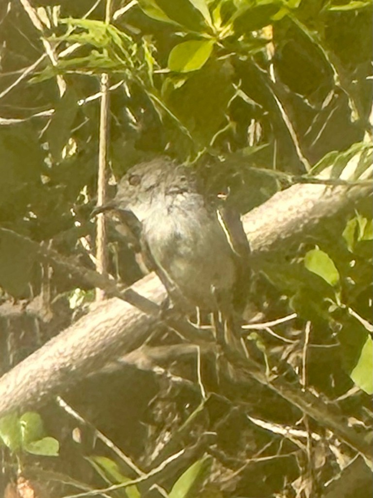 La Sagra's Flycatcher - ML646299243