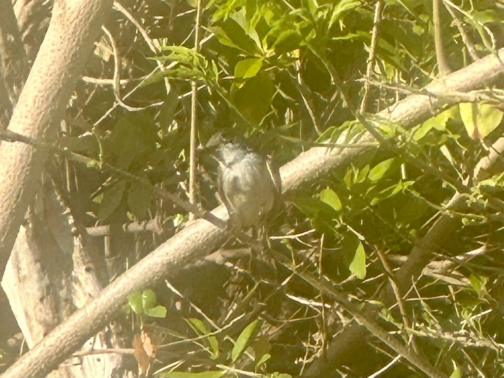 Кубинский миарх - ML646299245