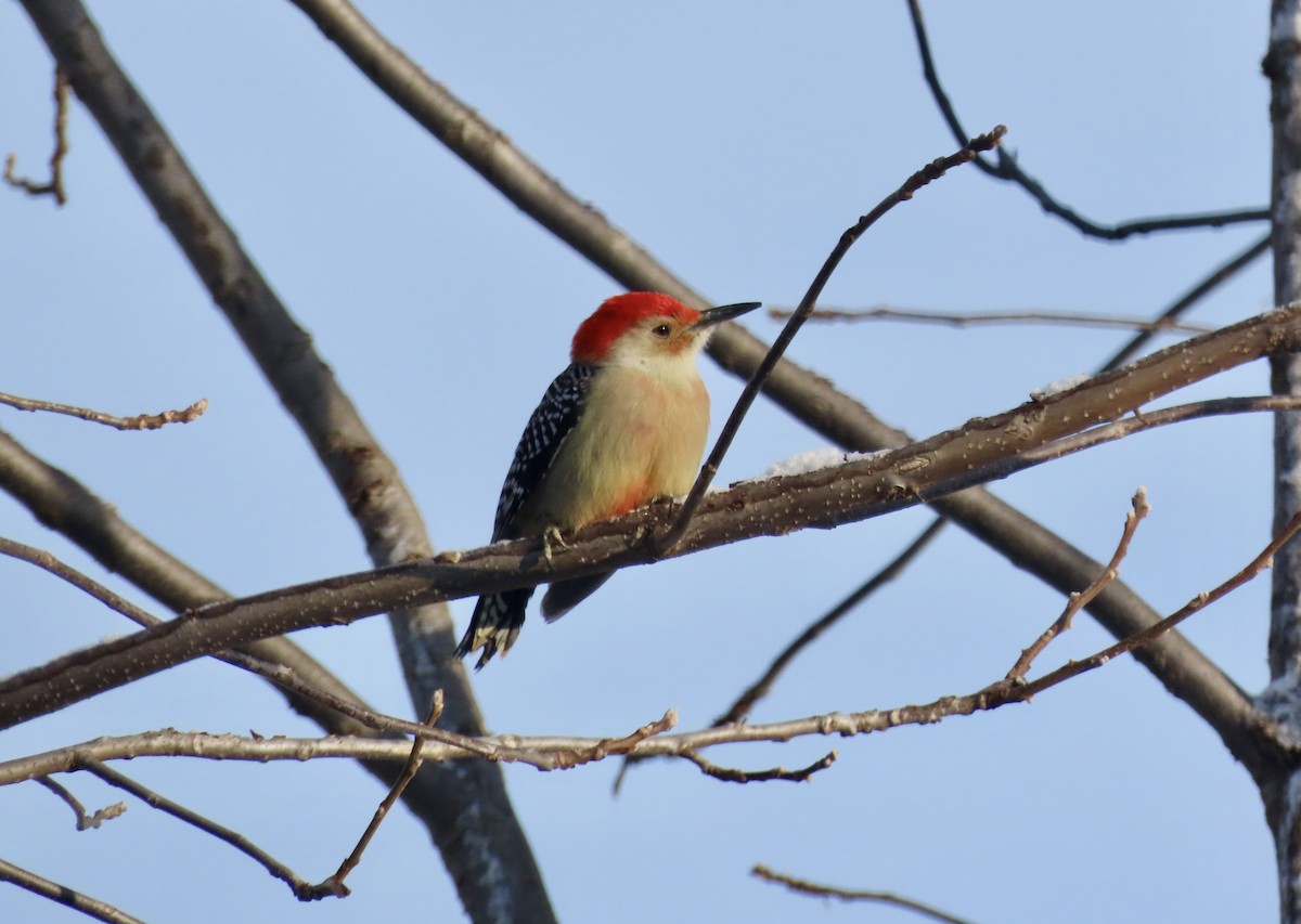 Каролинский дятел - ML646299246