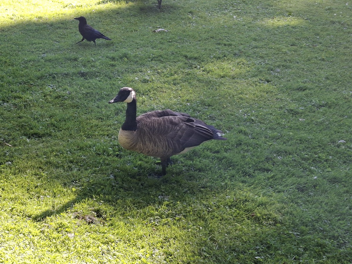 Канадская казарка - ML646299247