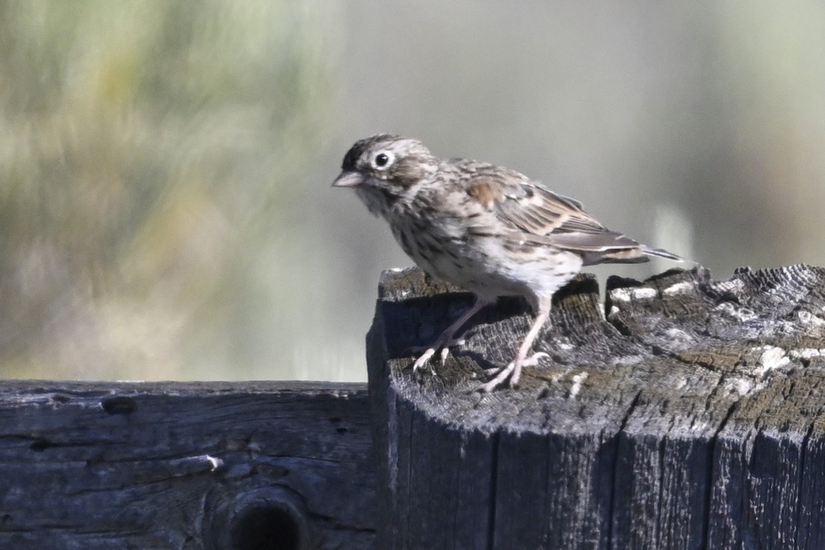 Пустынная малая овсянка - ML646299248