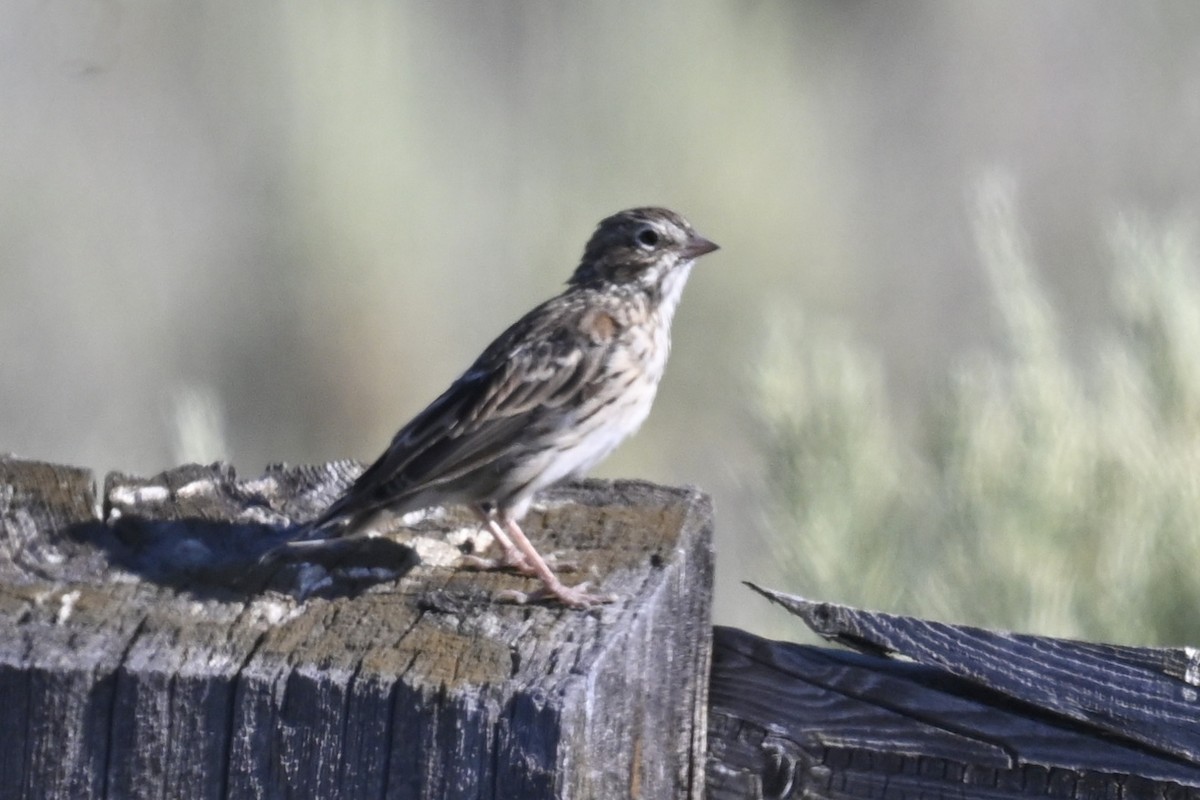 Пустынная малая овсянка - ML646299249