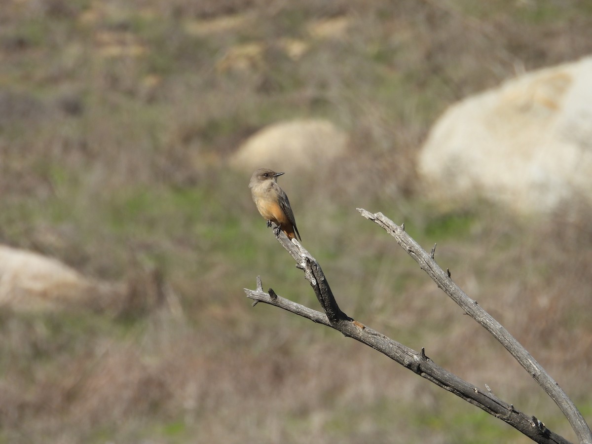 Рыжебрюхий фиби - ML646299251