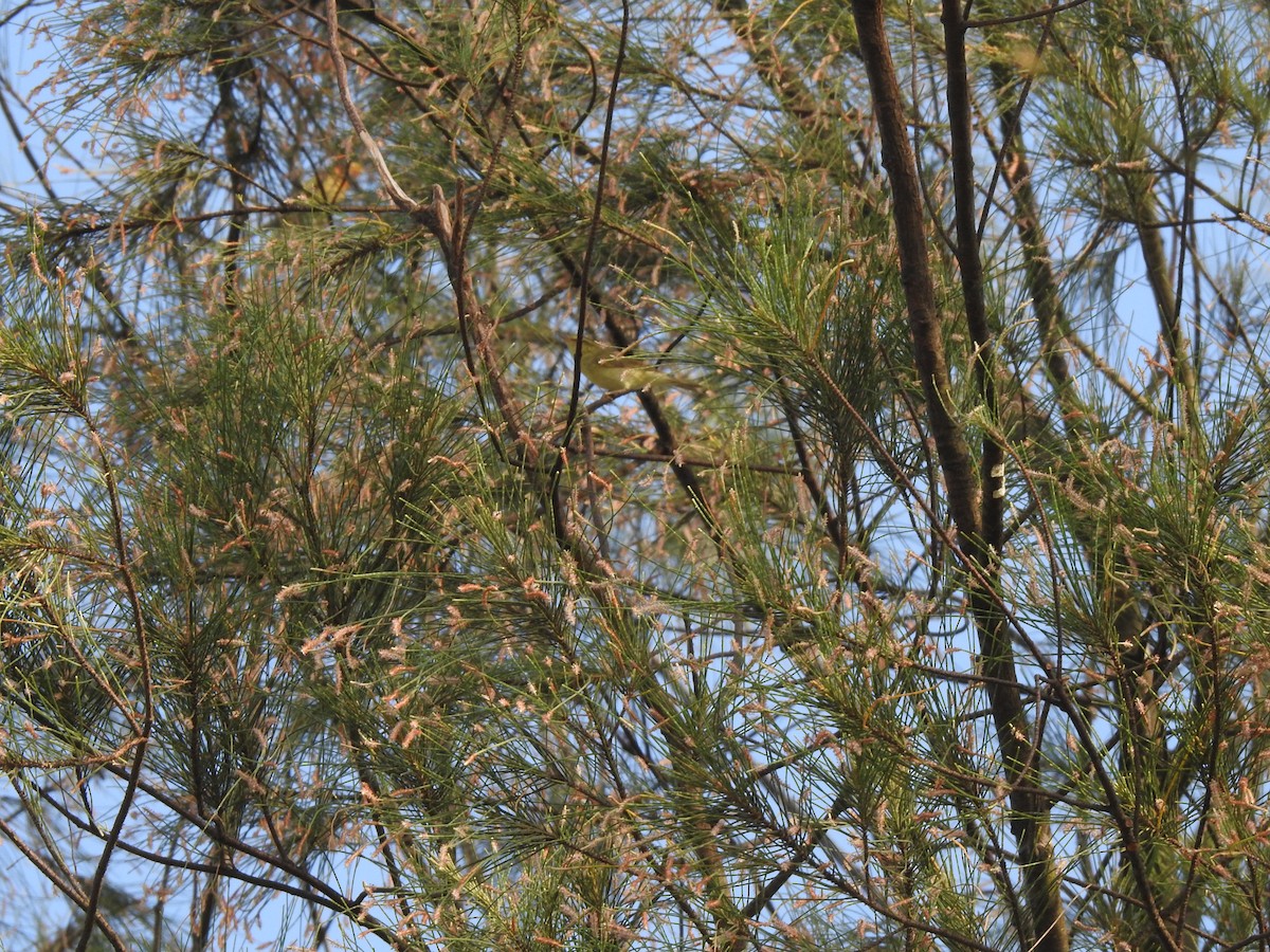 Желтобрюхая пеночка - ML646299254