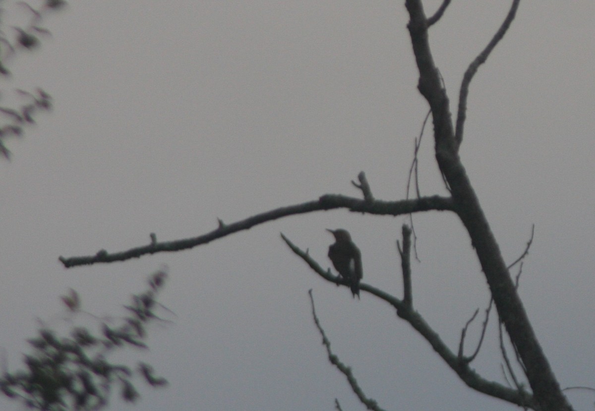 Шилоклювый дятел (auratus/luteus) - ML646299259