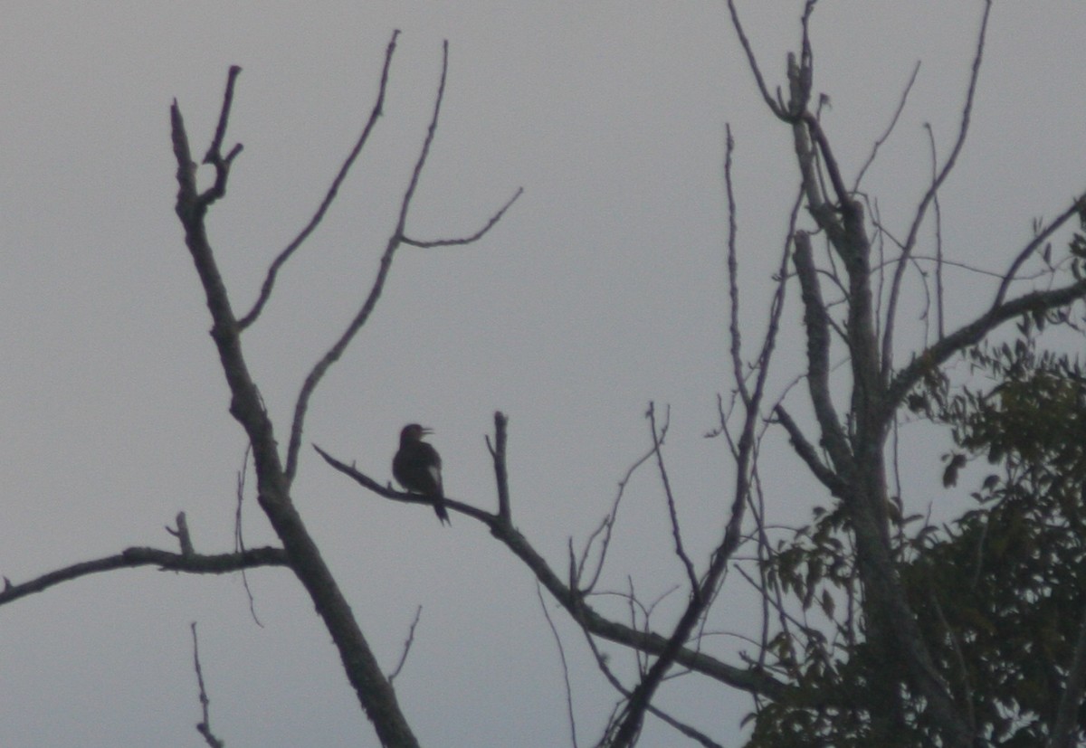 Шилоклювый дятел (auratus/luteus) - ML646299260