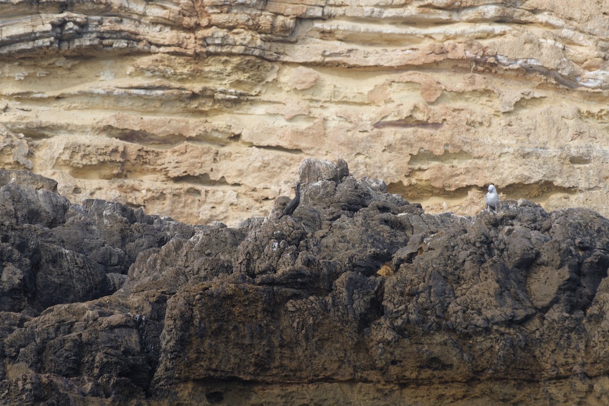 Хохлатый баклан - ML646299262