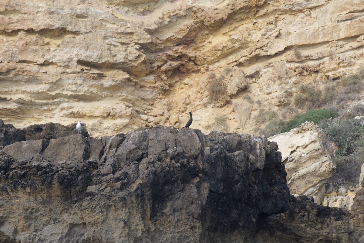 Хохлатый баклан - ML646299263