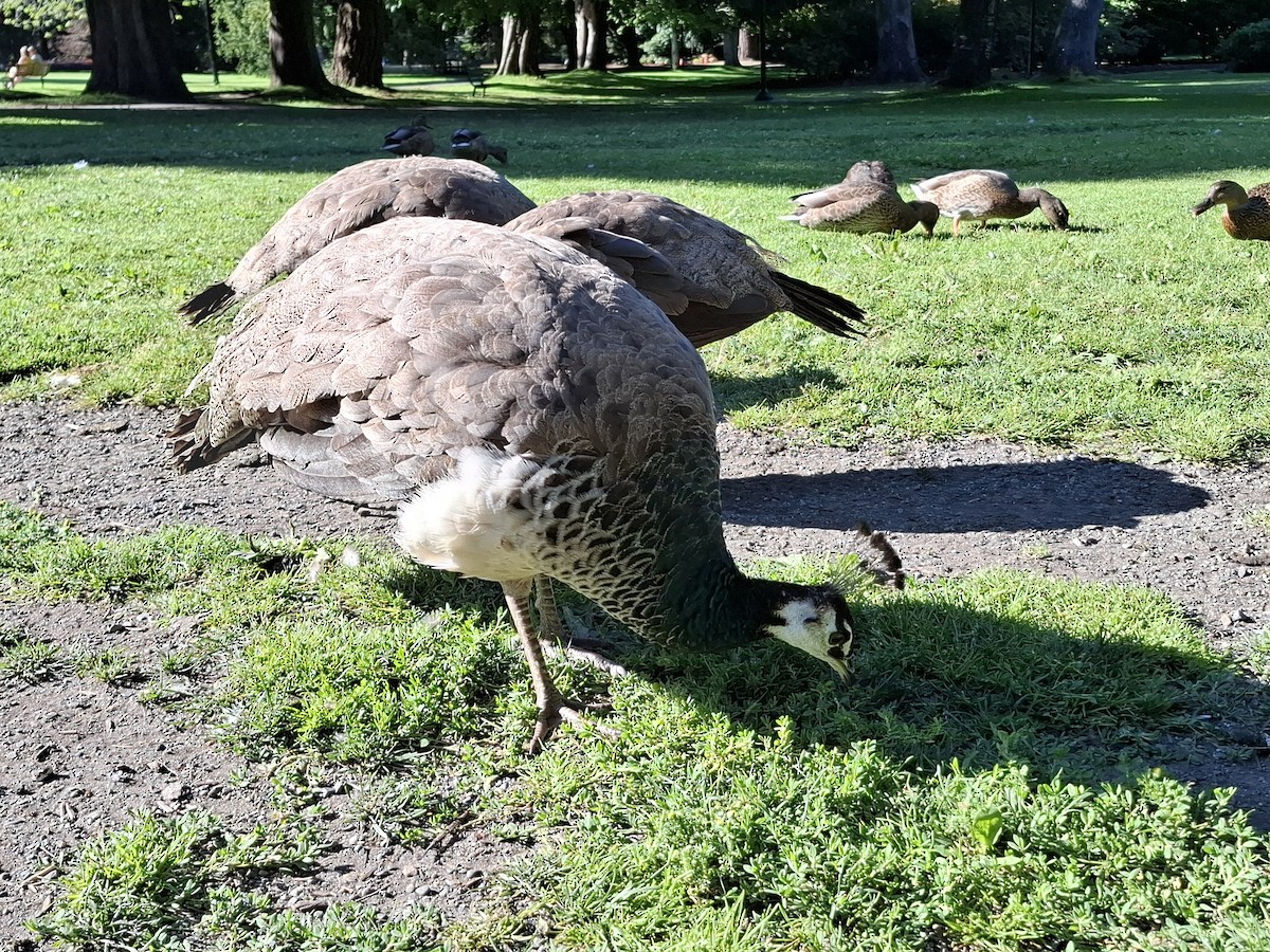 Индийский павлин - ML646299264