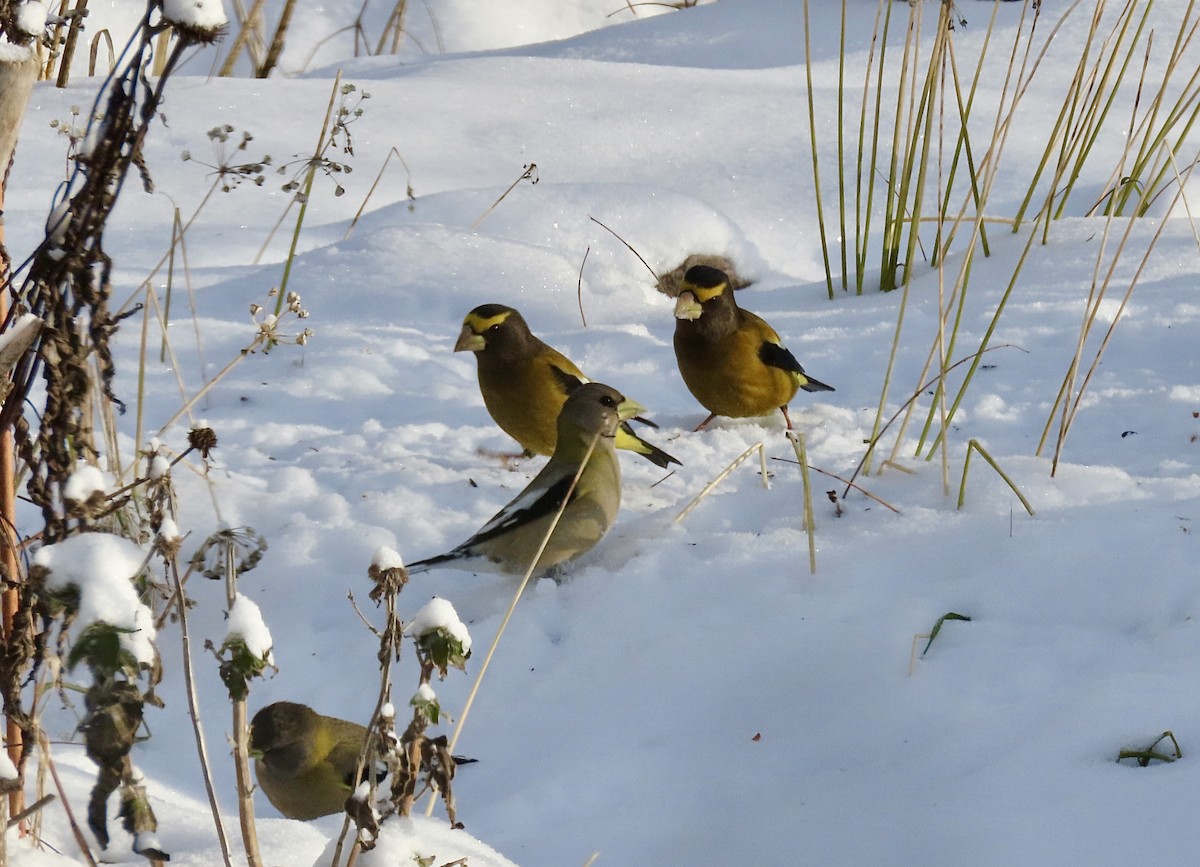 Вечерний дубонос - ML646299266