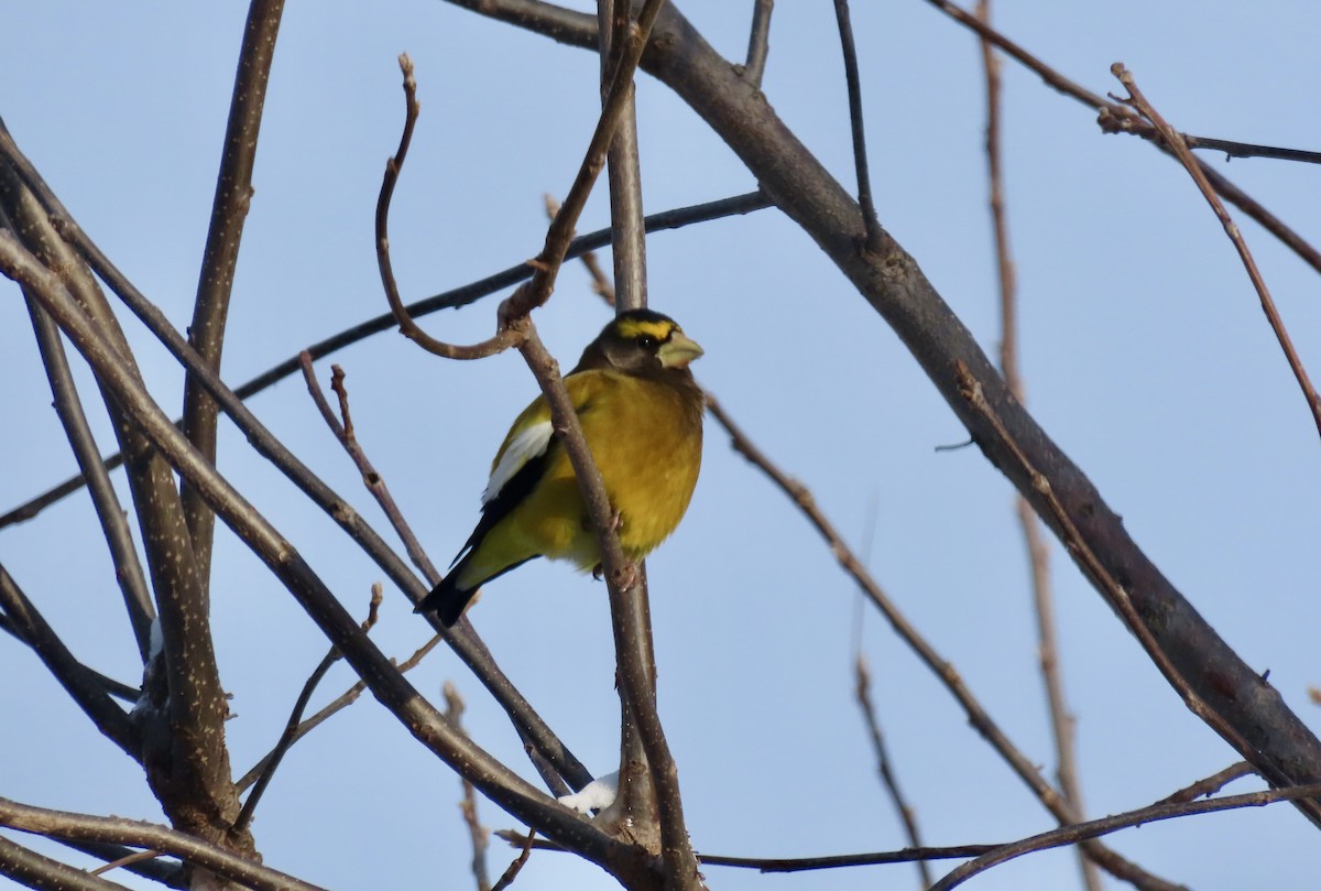 Вечерний дубонос - ML646299267