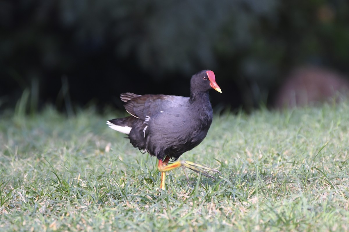 Common Gallinule - ML646299269