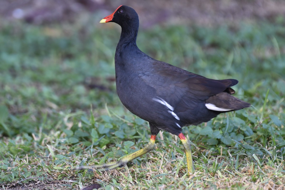 Американская камышница - ML646299270