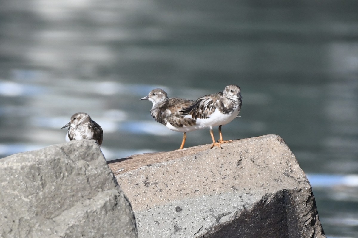 Камнешарка - ML646299274