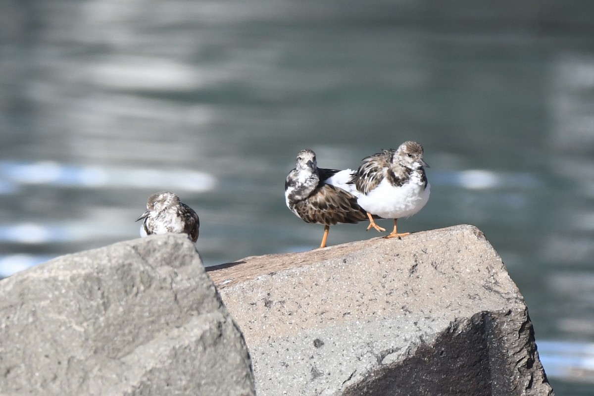 Камнешарка - ML646299275