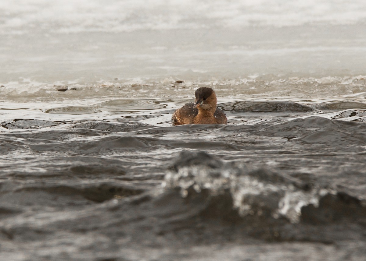 Малая поганка - ML646299276