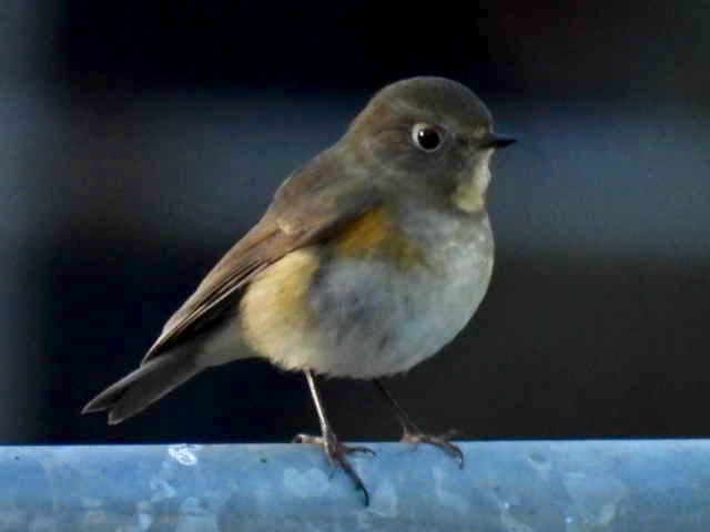 Синехвостка - ML646299278