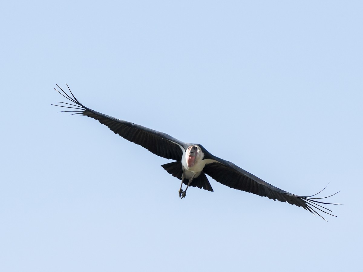 Африканский марабу - ML646299279