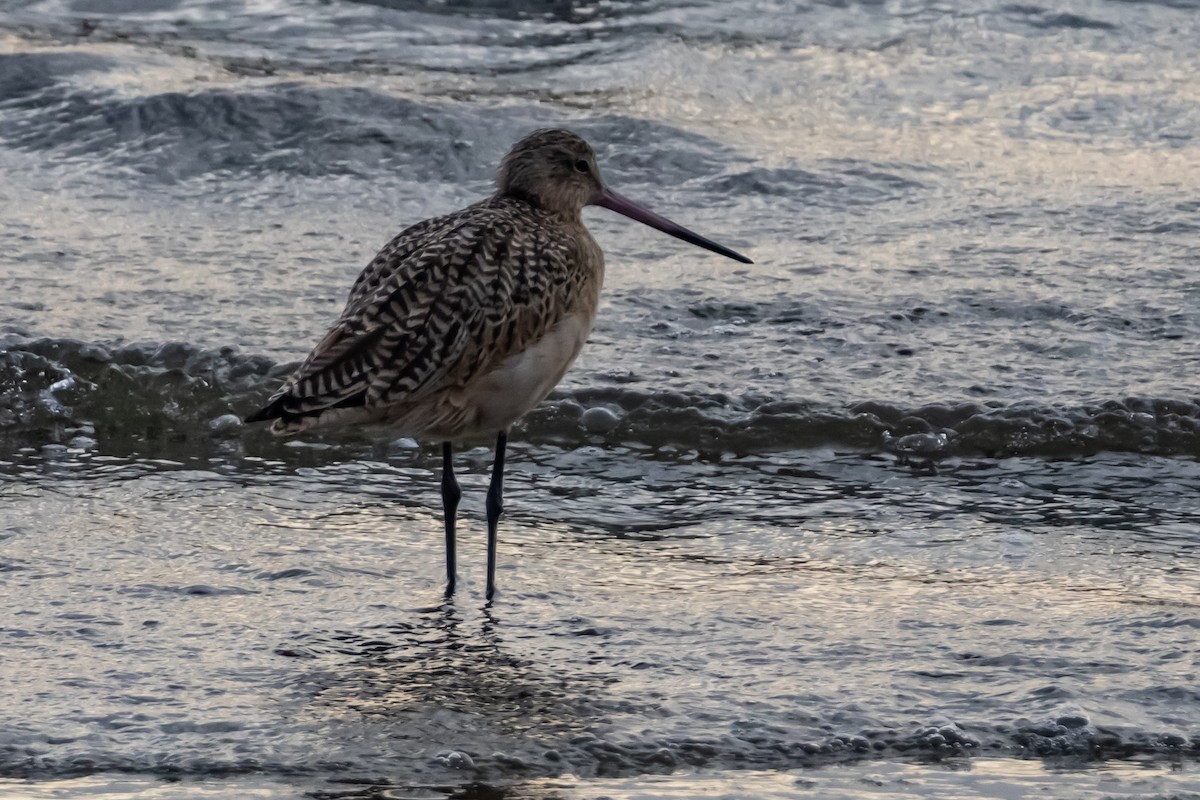 Пятнистый веретенник - ML646299280