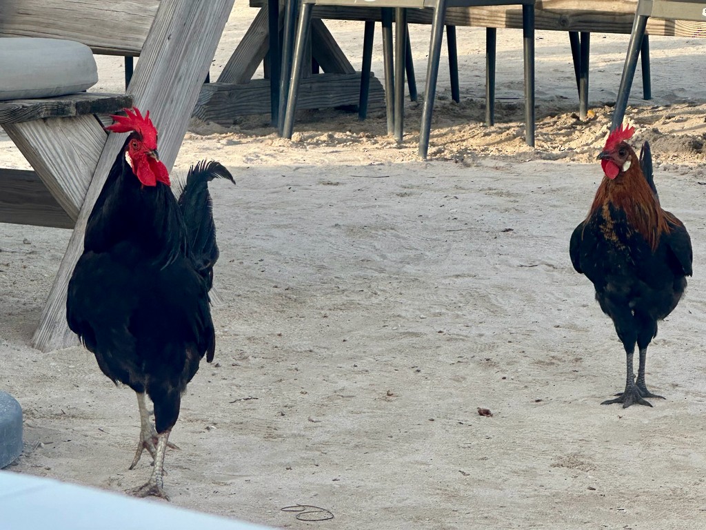 Банкивский петух (Одомашенного вида) - ML646299281