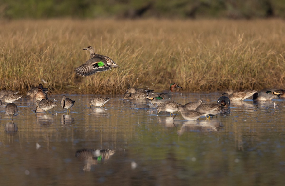 Чирок-свистунок (Американский) - ML646299282